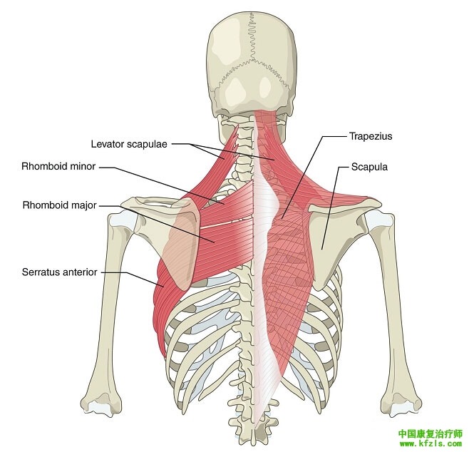 肩胛骨的上转肌及前突肌、肩胛胸廓关节的下压肌