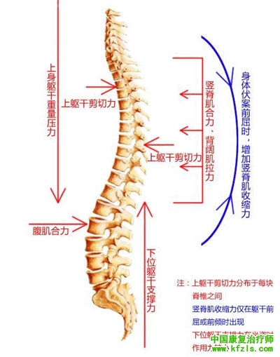 胸椎 脊椎