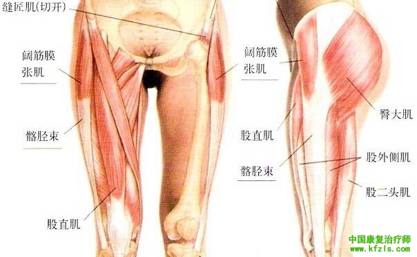 大腿内收肌