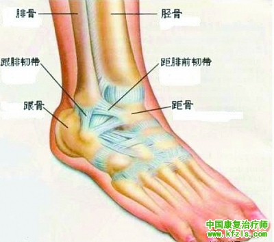 踝关节解刨