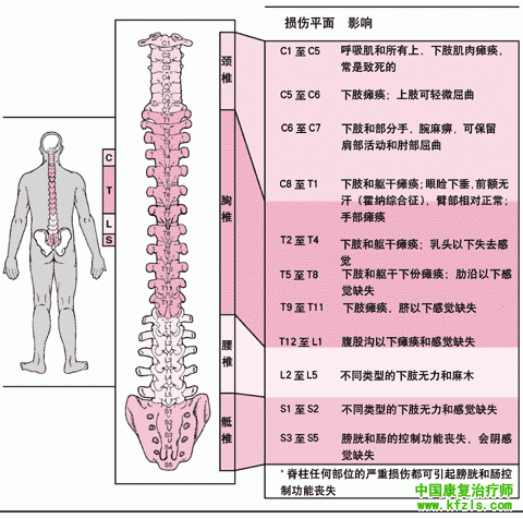 脊柱结构的体表定位方法