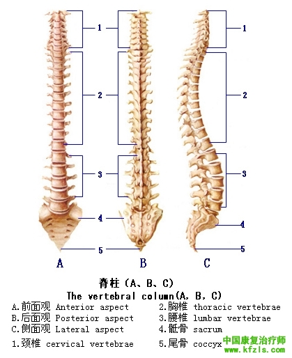 脊柱结构的体表定位方法