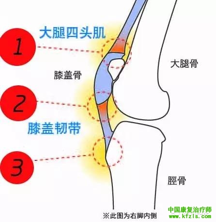 膝关节