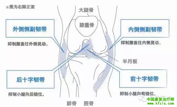 膝关节