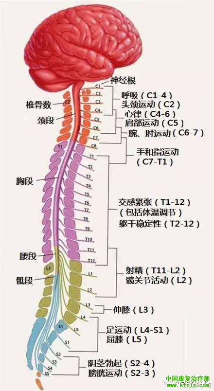 脊神经　