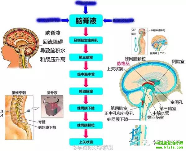 脑脊液循环