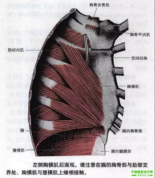 心肺康复