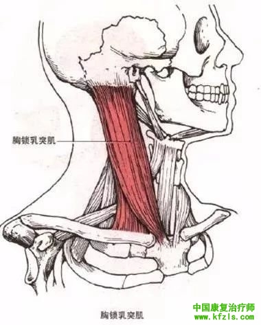 心肺康复