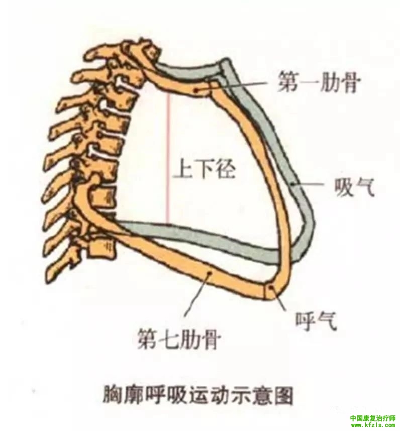 心肺康复