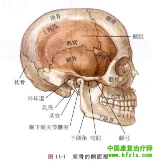 头部和面部的特殊检查