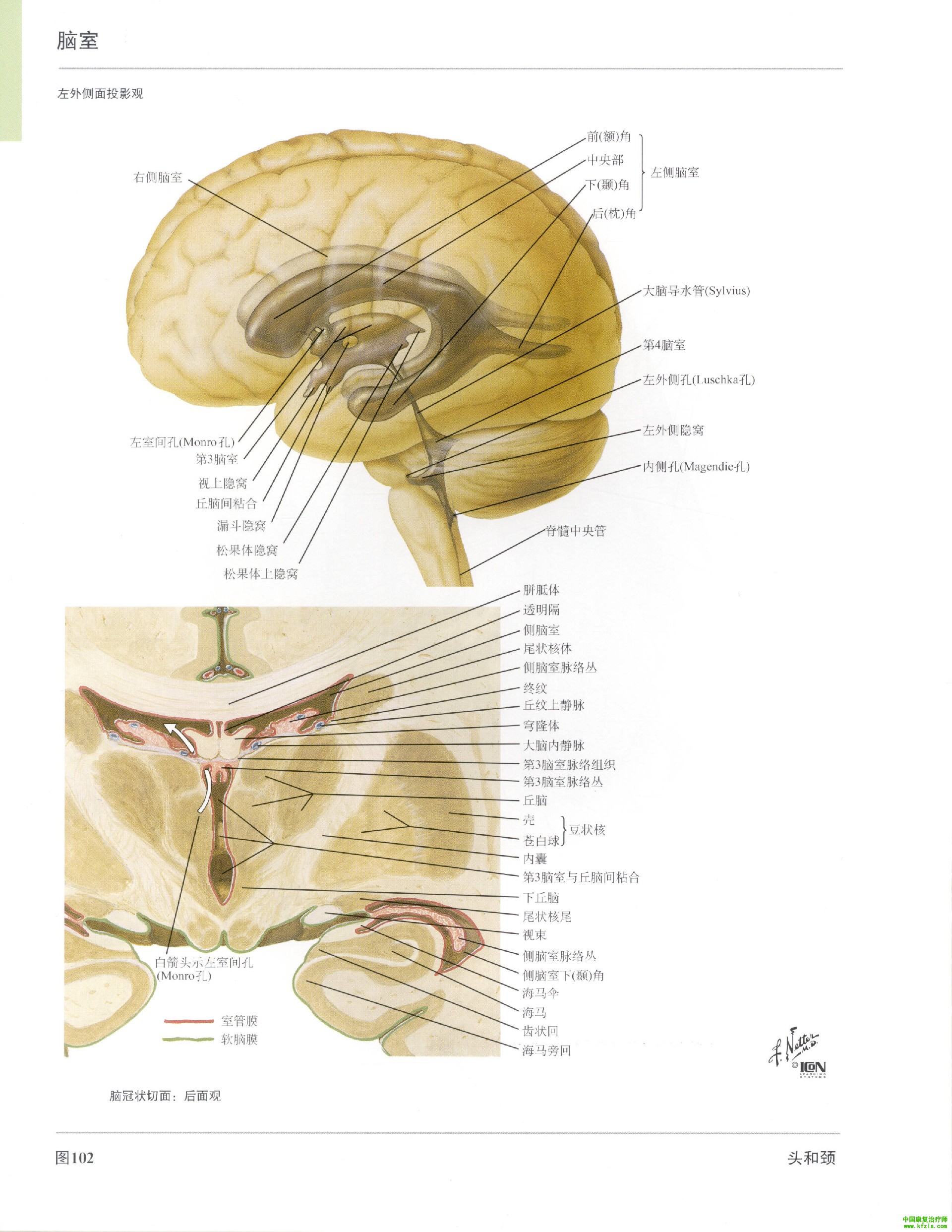 人体脑部相关的解剖图