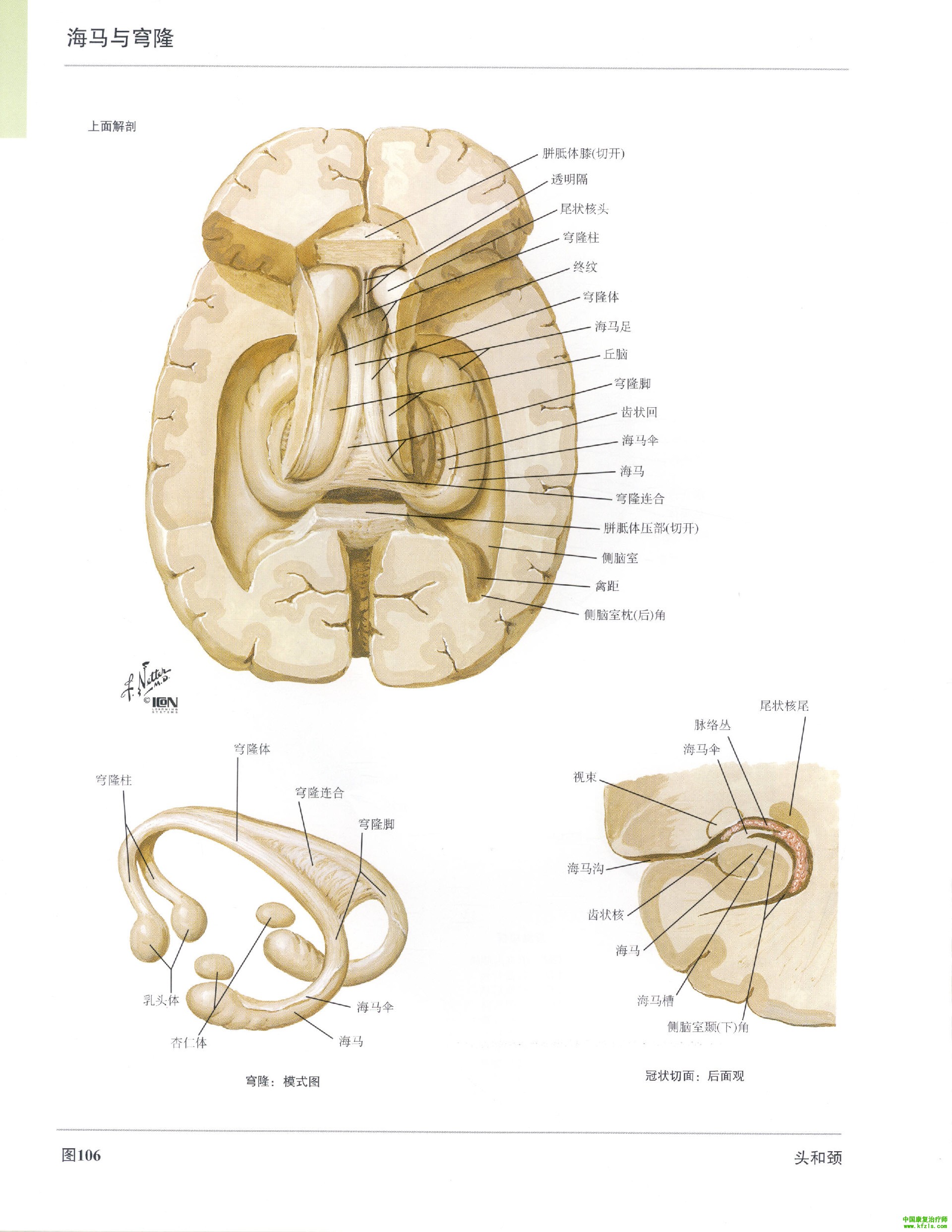 人体脑部相关的解剖图