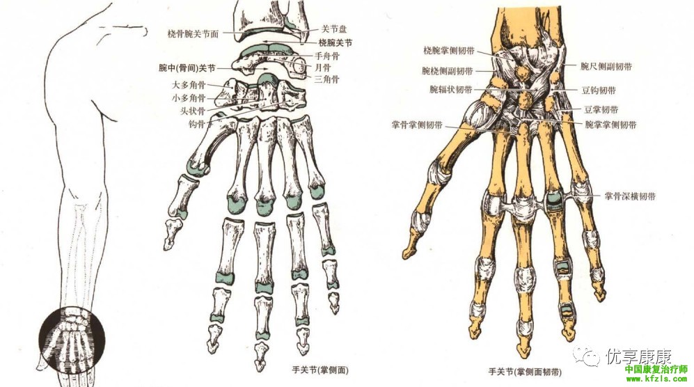 前臂、腕、手的特殊检查