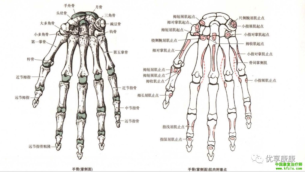 前臂、腕、手的特殊检查