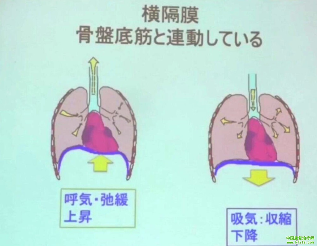 起源日本的康复治疗技术：躯干的物理运动疗法