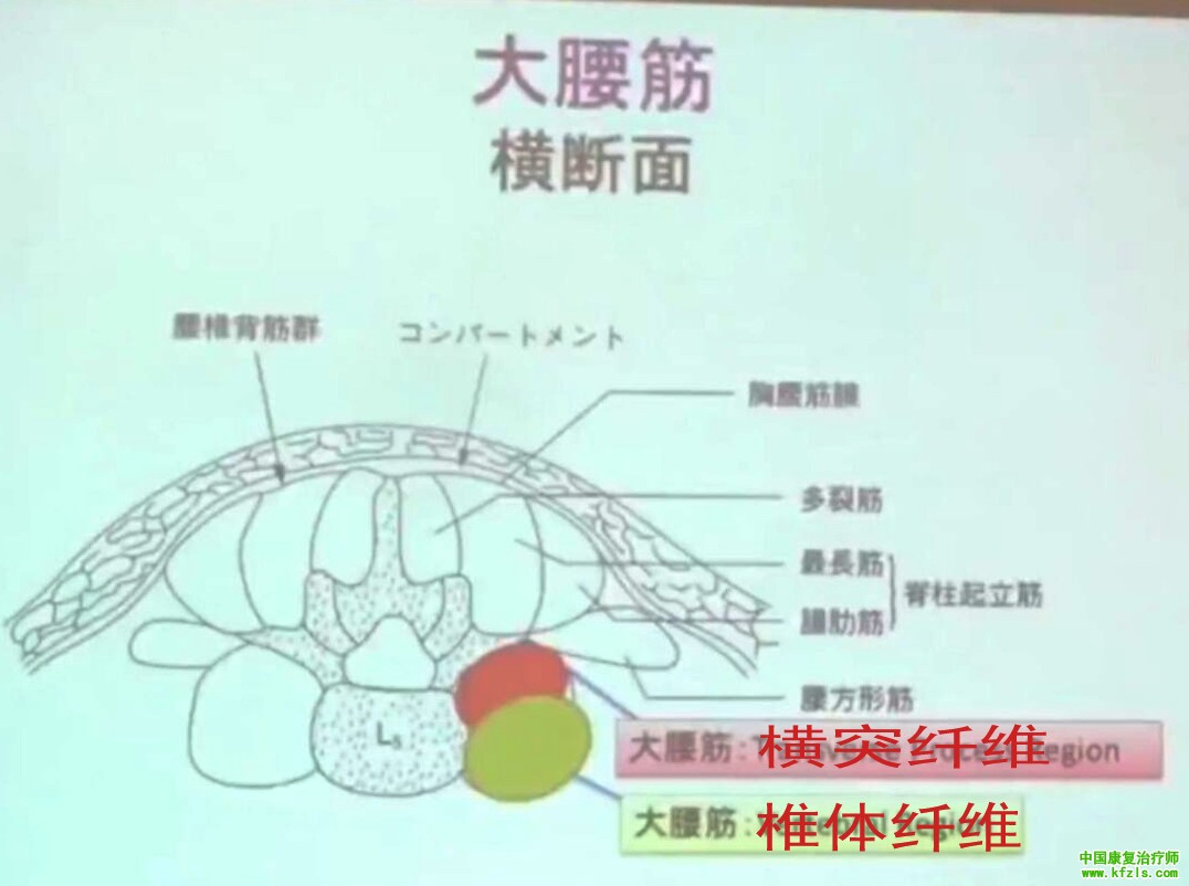 起源日本的康复治疗技术：躯干的物理运动疗法