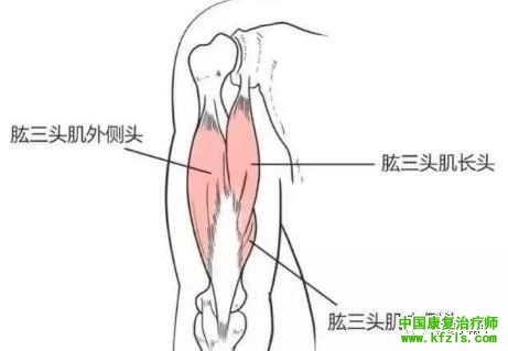 可能引发肩关节疼痛的肌肉总结（图文）