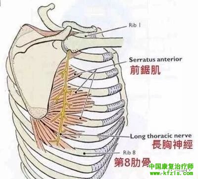 可能引发肩关节疼痛的肌肉总结（图文）