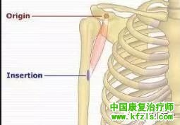 可能引发肩关节疼痛的肌肉总结（图文）