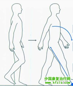 臀大肌步态分析、功能、评估及康复训练