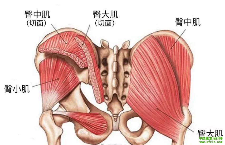 臀大肌步态分析、功能、评估及康复训练