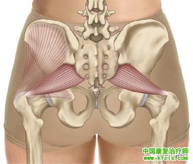 梨状肌综合征的解剖分析与康复治疗