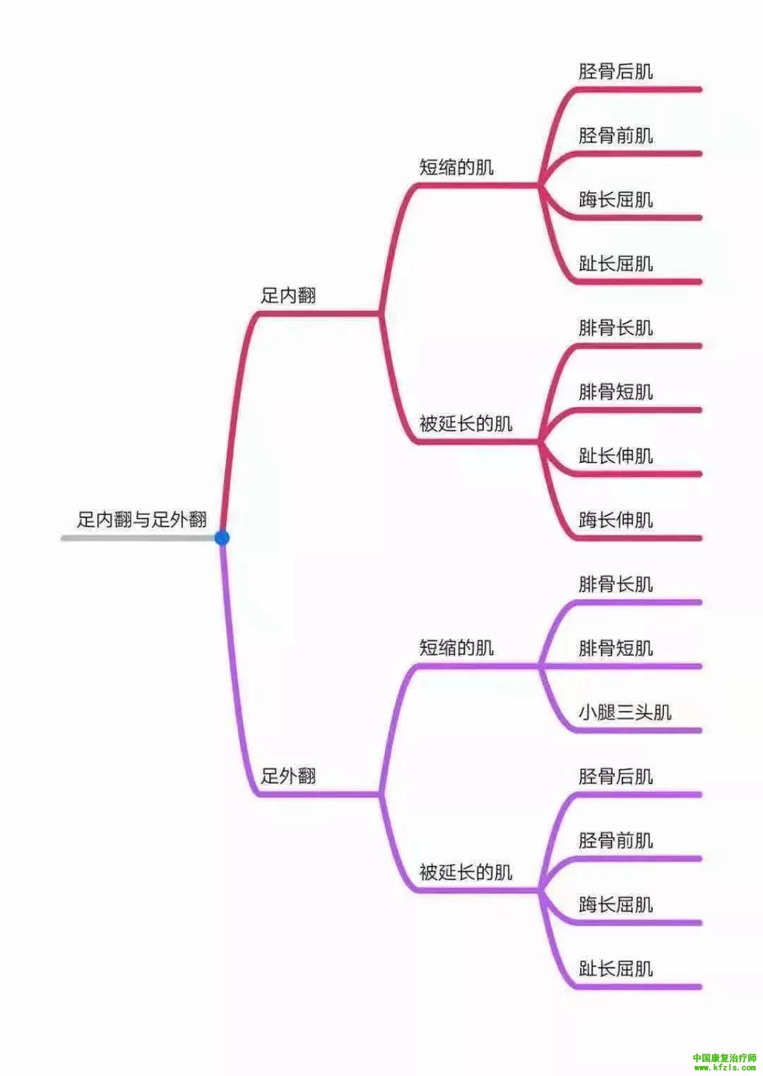 全身异常体态姿势解剖学分析（思维导图）