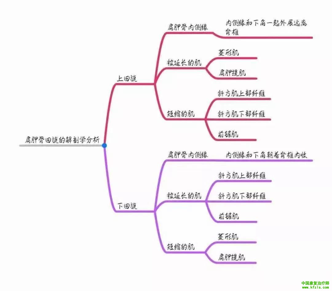 全身异常体态姿势解剖学分析（思维导图）