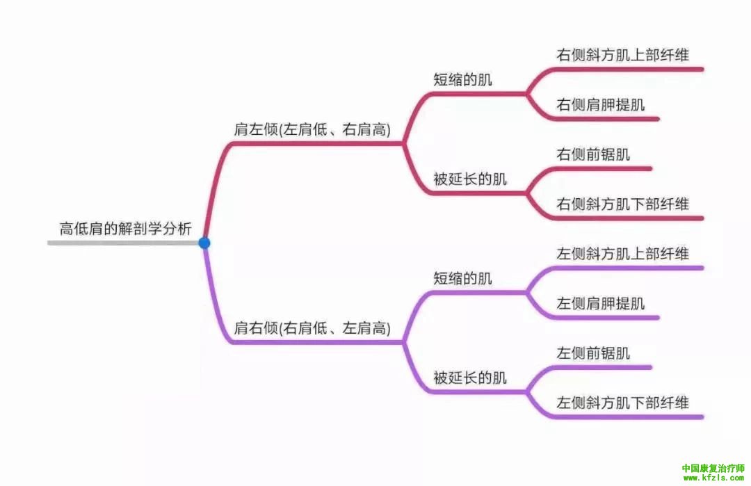 全身异常体态姿势解剖学分析（思维导图）