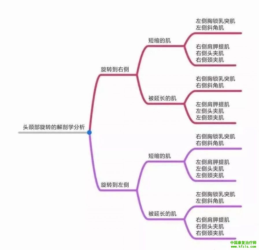 全身异常体态姿势解剖学分析（思维导图）