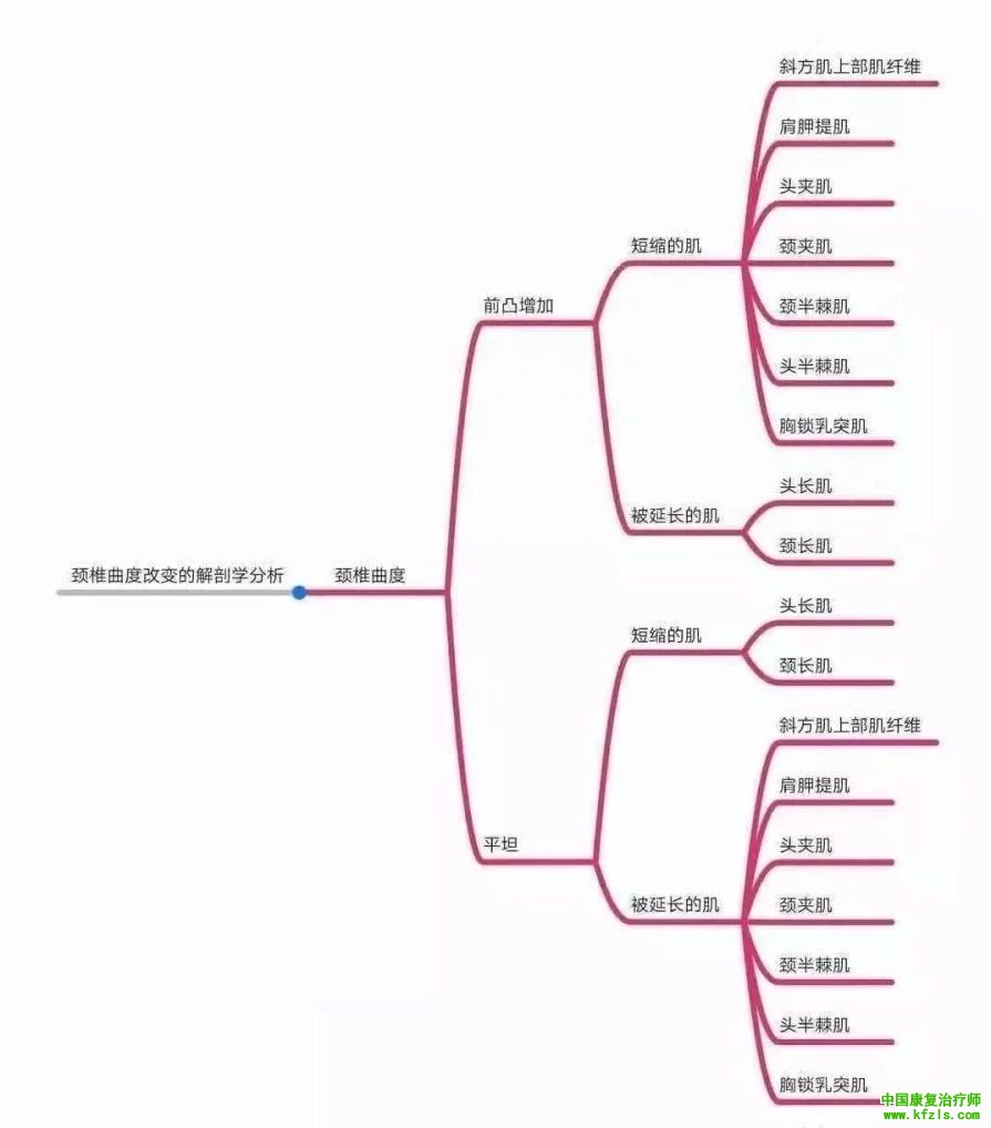 全身异常体态姿势解剖学分析（思维导图）