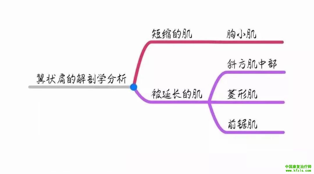 全身异常体态姿势解剖学分析（思维导图）