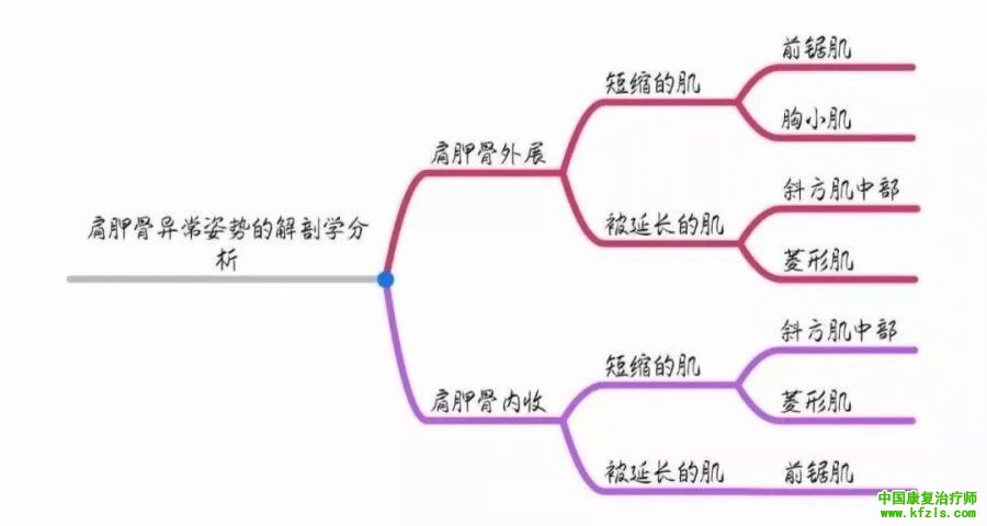 全身异常体态姿势解剖学分析（思维导图）