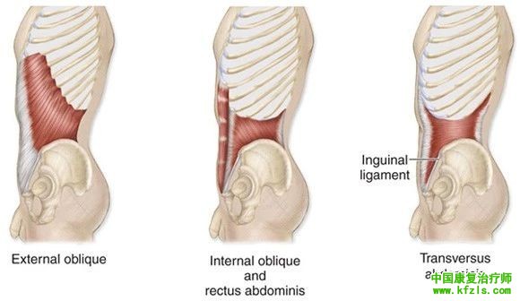 躯干旋转受限？看看腹斜肌是不是卡住啦！