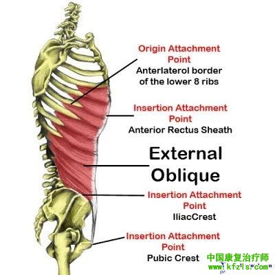 躯干旋转受限？看看腹斜肌是不是卡住啦！