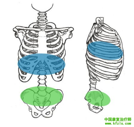 躯干旋转受限？看看腹斜肌是不是卡住啦！