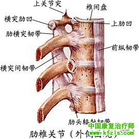 全身主要韧带解剖、起止点