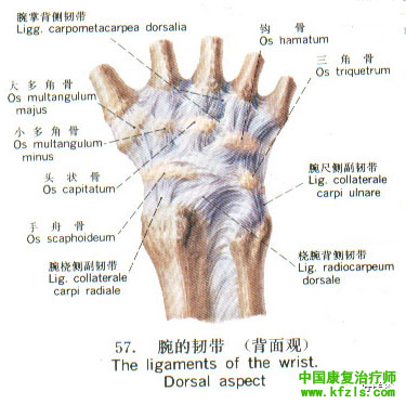 全身主要韧带解剖、起止点