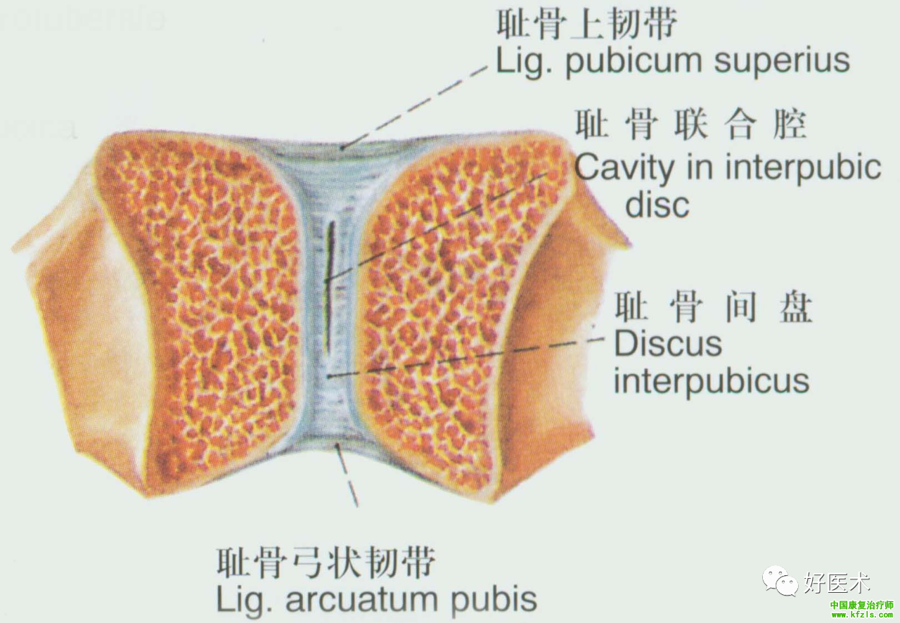 全身主要韧带解剖、起止点