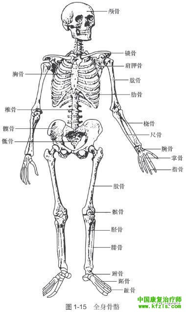 骨的概述