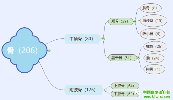 骨的概述