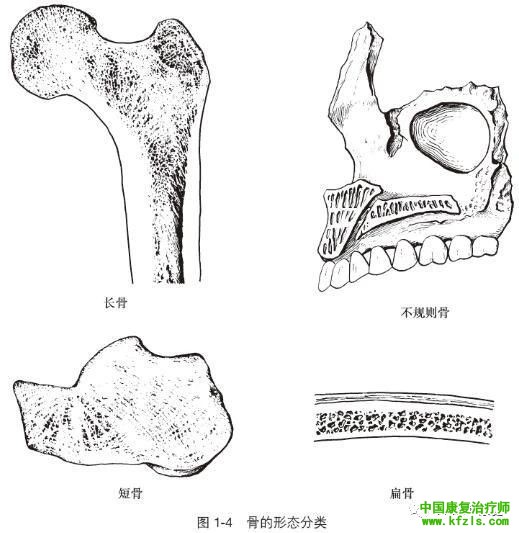 骨的概述