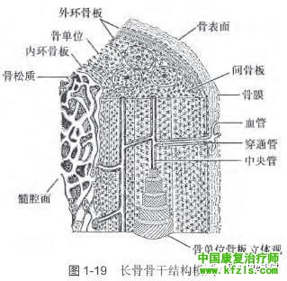 骨的概述