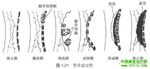 骨的概述