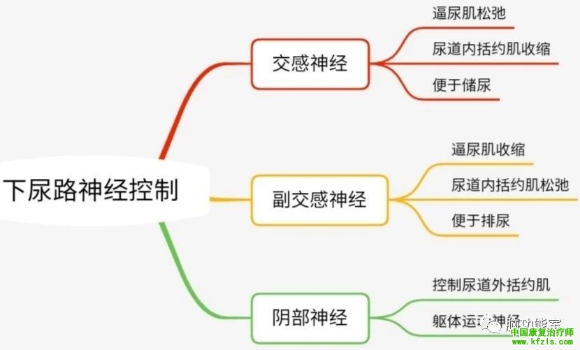 神经源性膀胱与rTMS