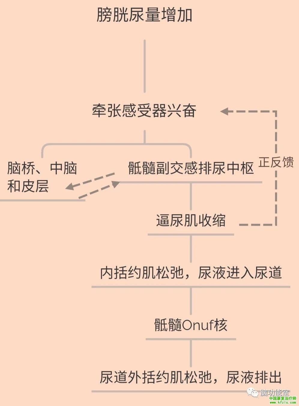 神经源性膀胱与rTMS