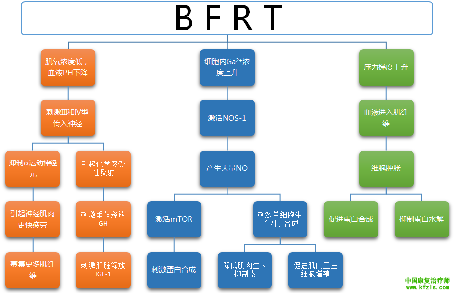 训练和康复的前沿，血流量限制法（Blood Flow Restriction, BFR）