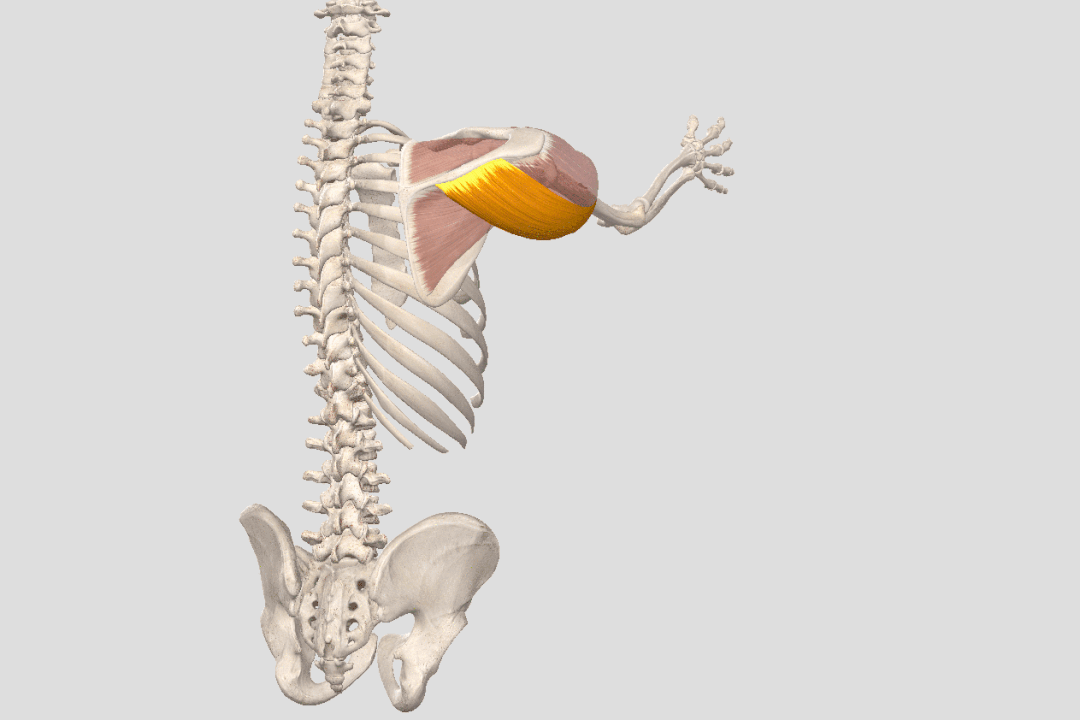 肩关节的运动形式