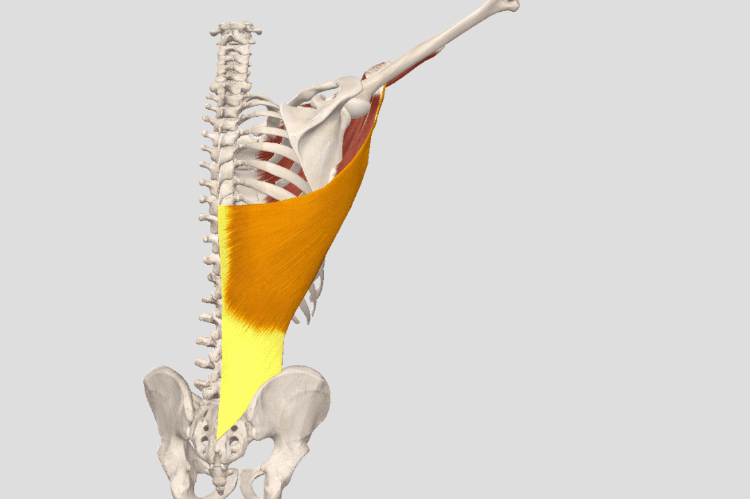 肩关节的运动形式