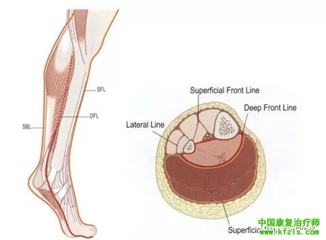 筋膜松动术：筋膜链及相关康复治疗手法